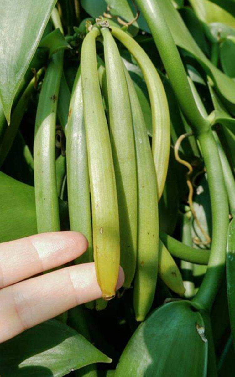 Gousses de vanille de Madagascar
