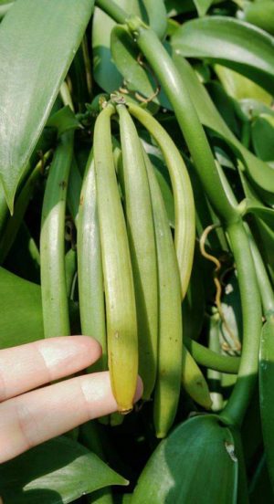 vanille-verte gousses de vanille vertes